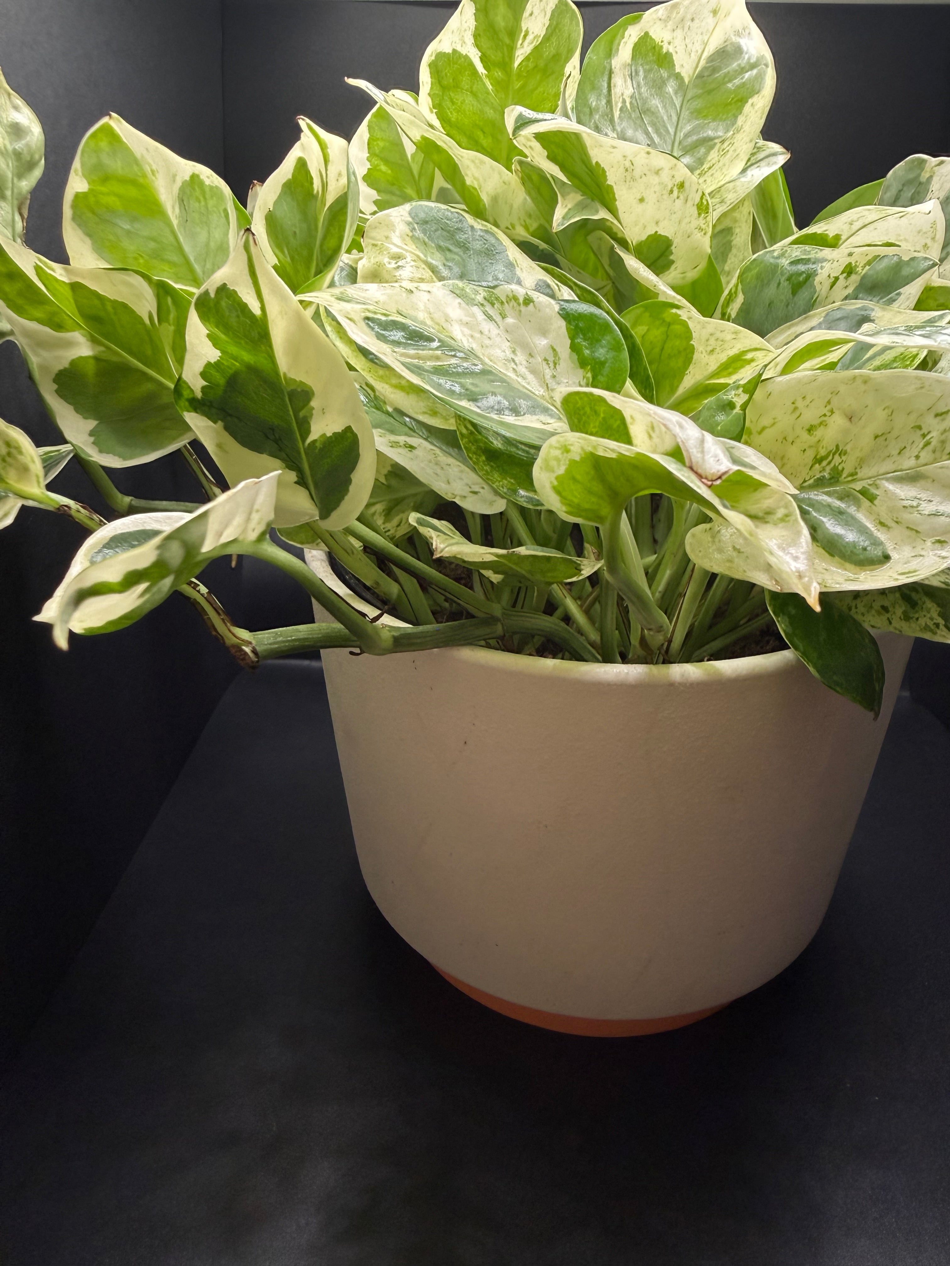 Pearls & Jade Pothos | 6” Live Plant + Decorative Pot
