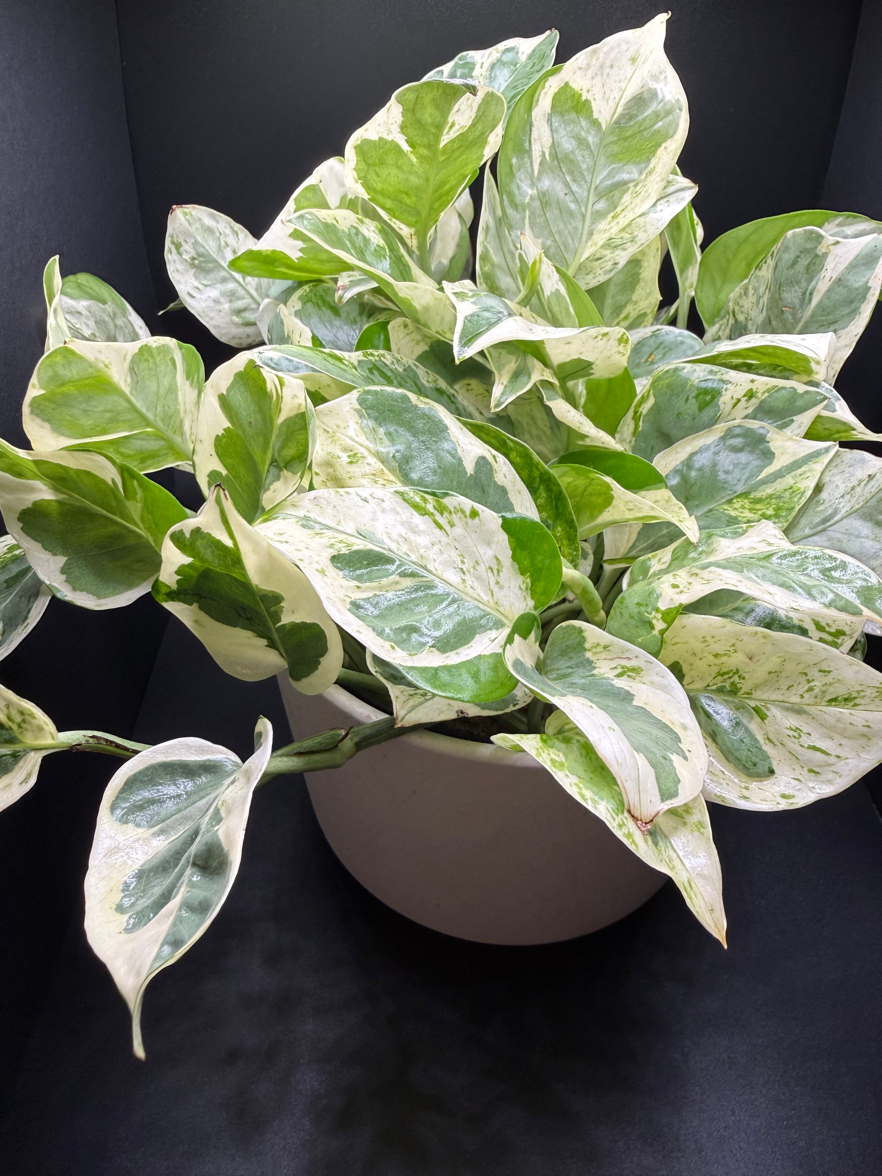 Pearls & Jade Pothos | 6” Live Plant + Decorative Pot