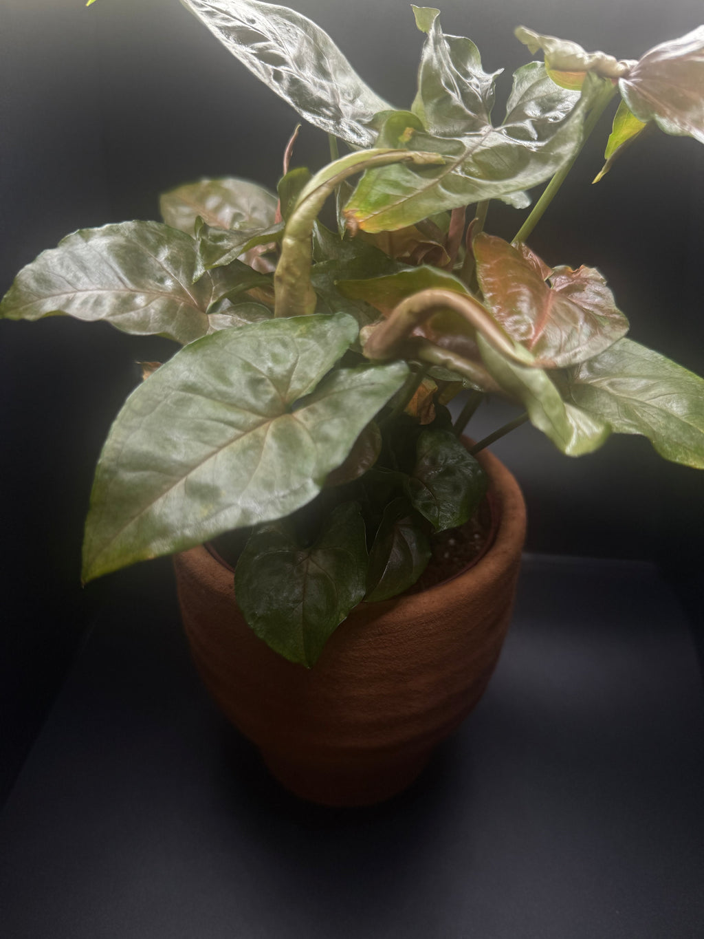 Syngonium ‘Maria Allusion’ | 4” Live Plant + Pot