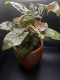 Syngonium ‘Maria Allusion’ | 4” Live Plant + Pot