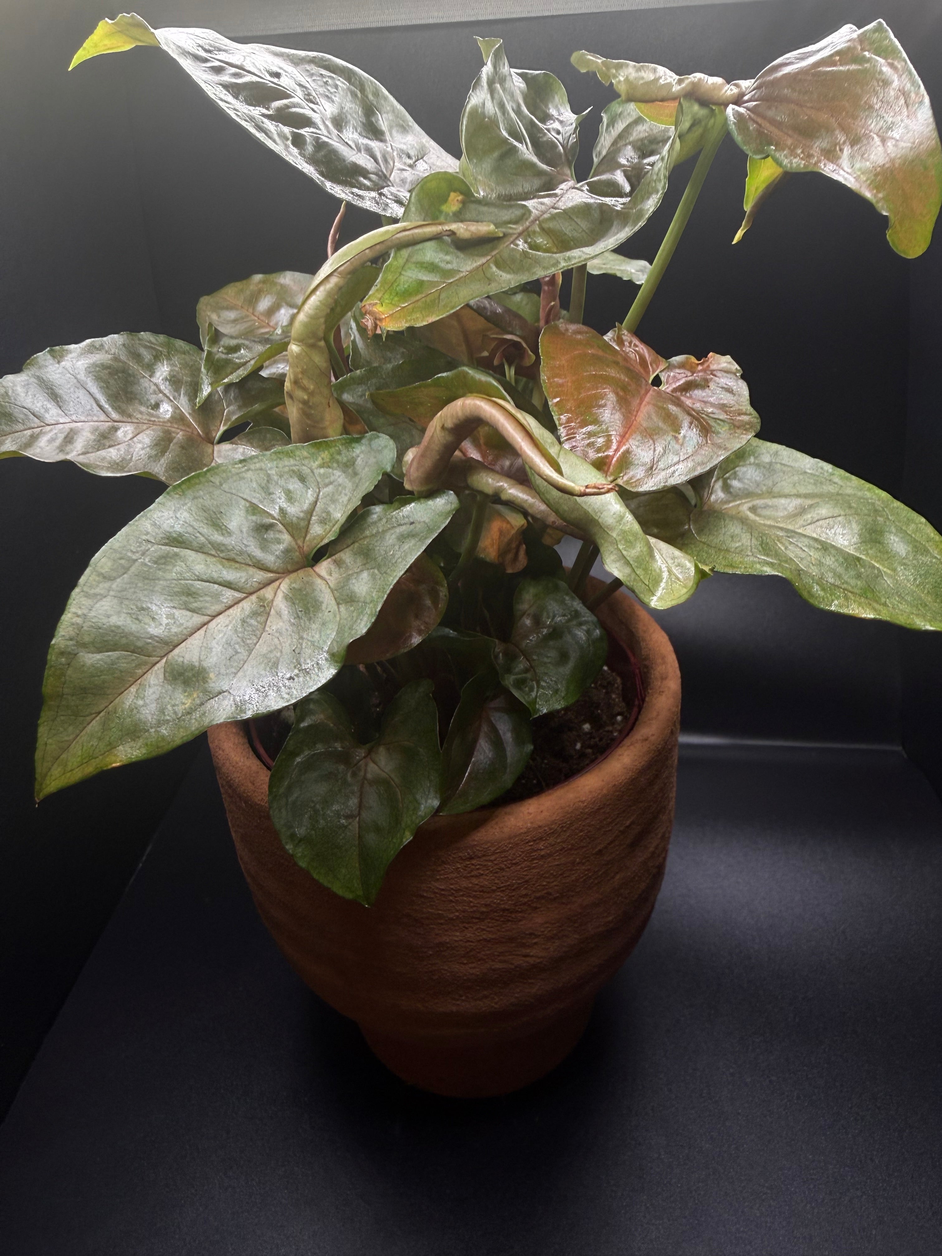 Syngonium ‘Maria Allusion’ | 4” Live Plant + Pot