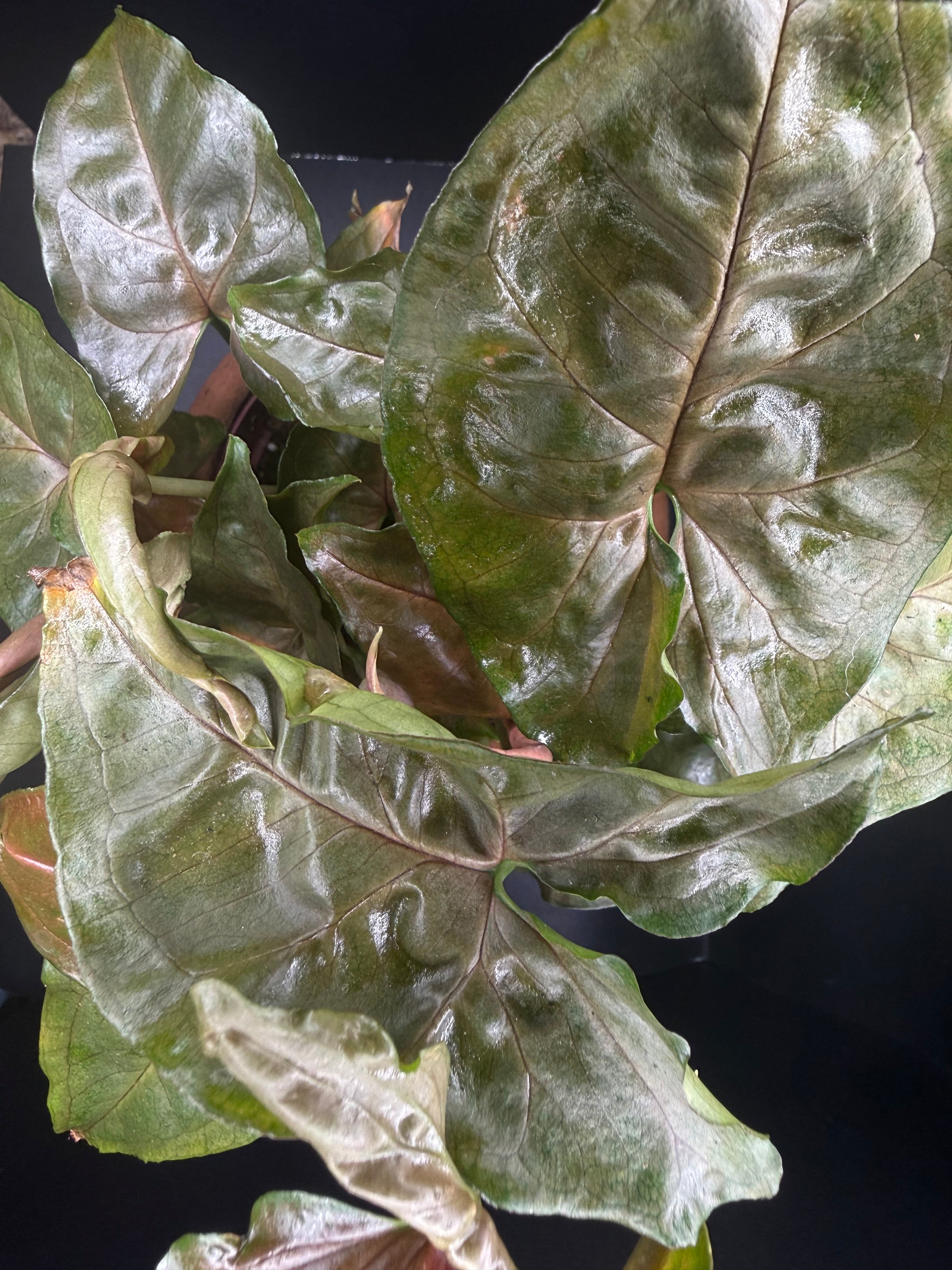 Syngonium ‘Maria Allusion’ | 4” Live Plant + Pot