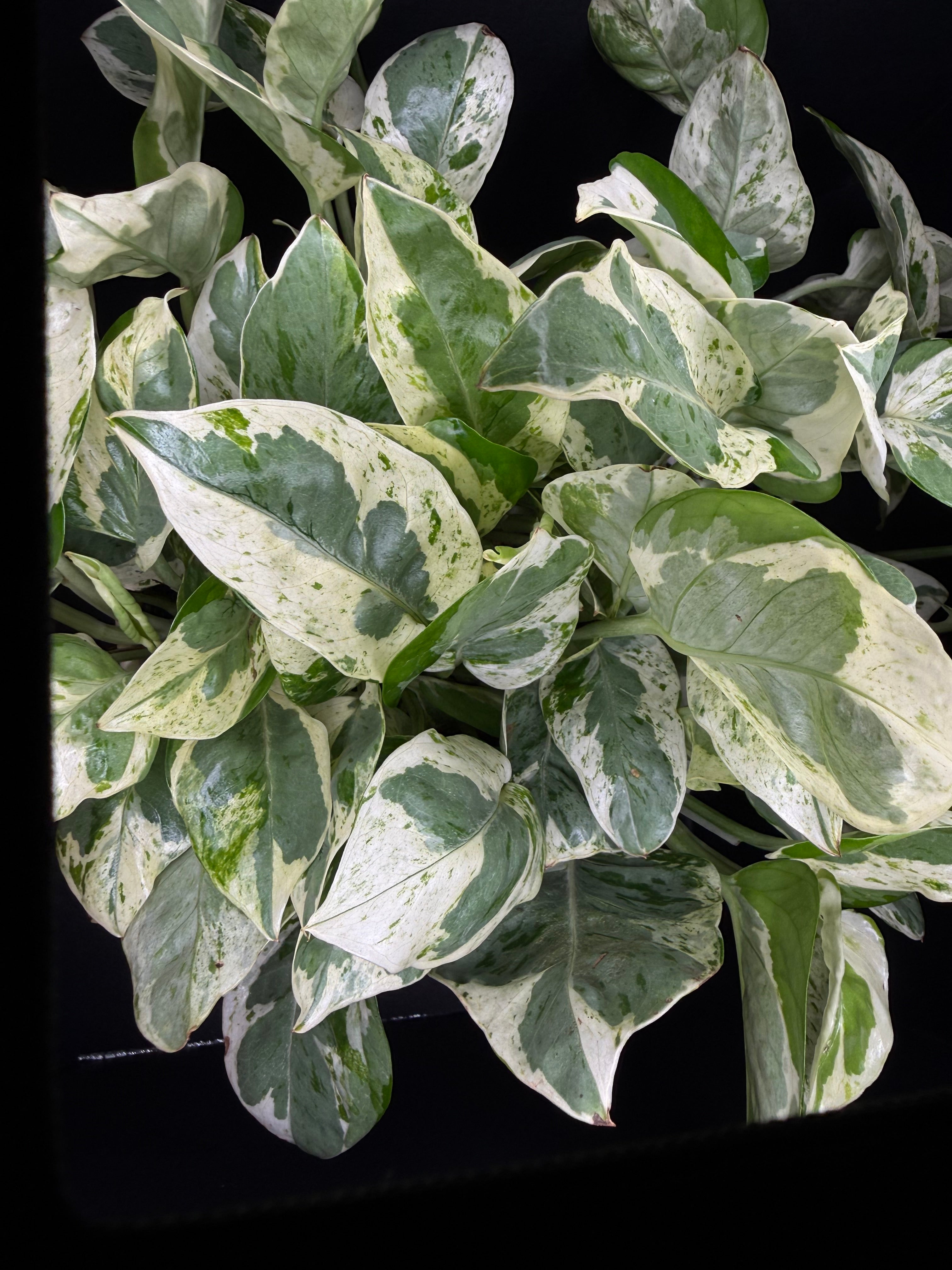 Pearls & Jade Pothos | 6” Live Plant + Decorative Pot