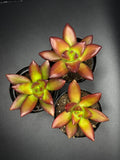 Sedum adolphi ‘Love’s Fire’ | 2.5” Succulent