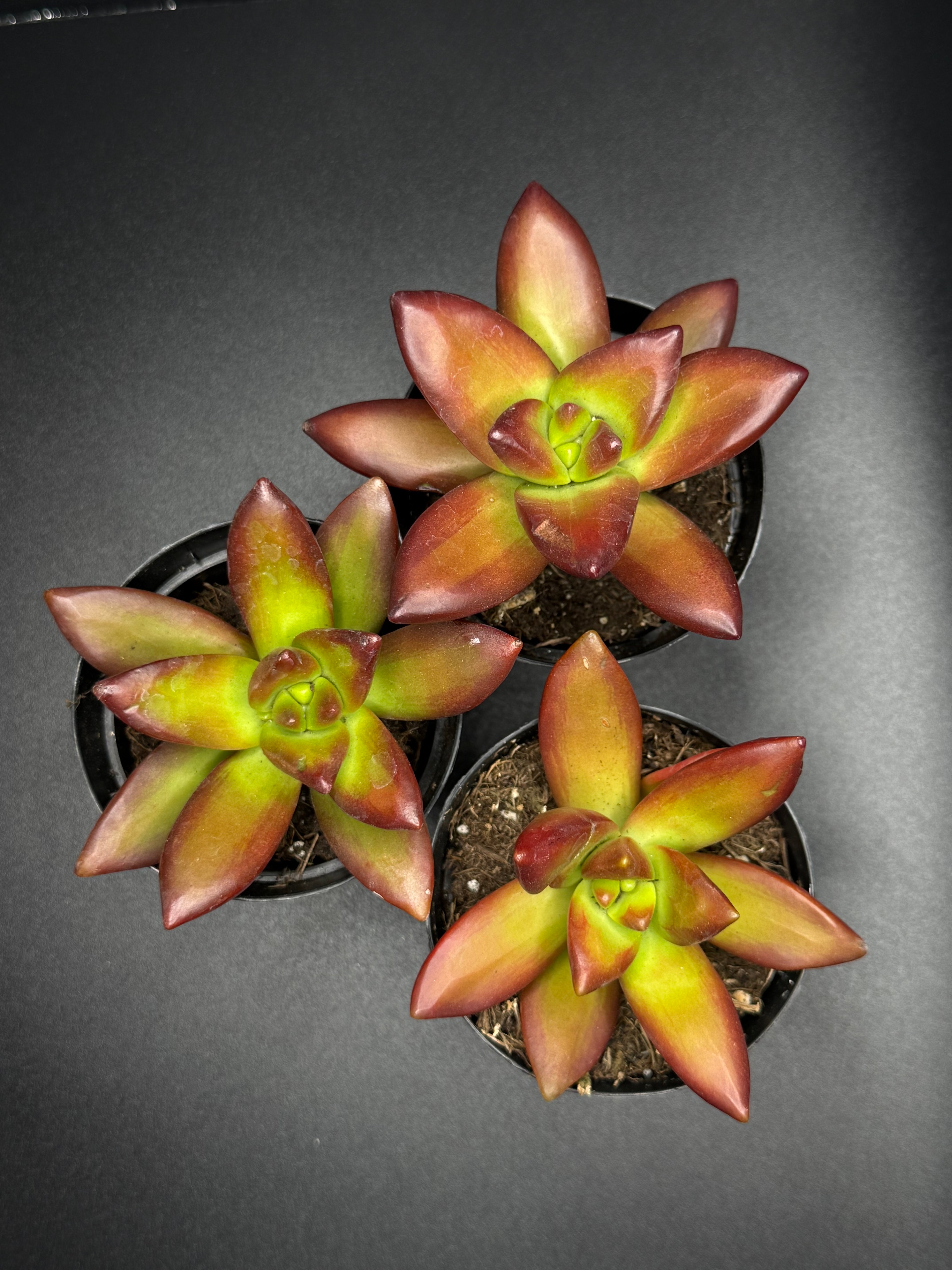 Sedum adolphi ‘Love’s Fire’ | 2.5” Succulent