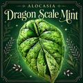 🌿 Alocasia Dragon Scale Mint - Tissue Culture