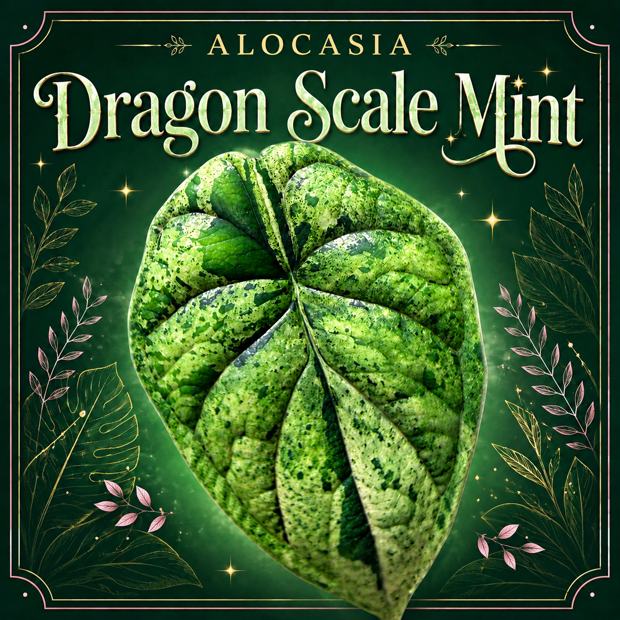 🌿 Alocasia Dragon Scale Mint - Tissue Culture