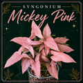 💕 Syngonium Mickey Pink - Tissue Culture