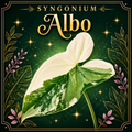 ⚪️ Syngonium Albo - Tissue Culture