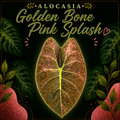⭐️ Alocasia Golden Bone Pink Splash - Corm