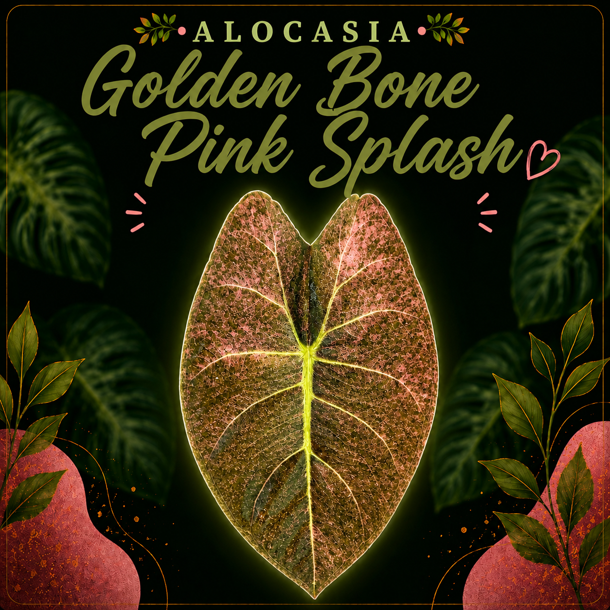 ⭐️ Alocasia Golden Bone Pink Splash - Corm