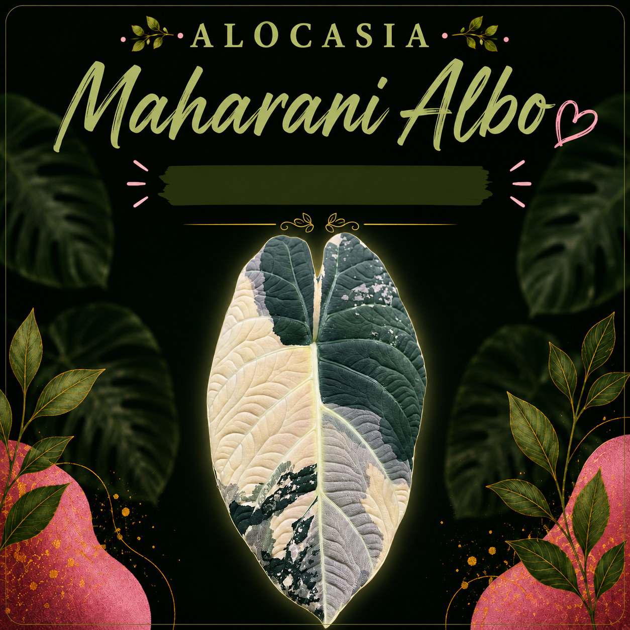 🔥 Alocasia Maharani Albo - Corm